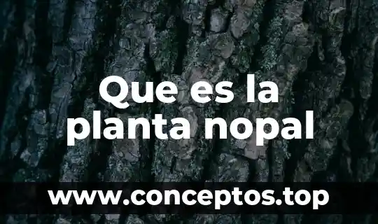 Qué es una planta albahaca 4 Que es la planta nopal