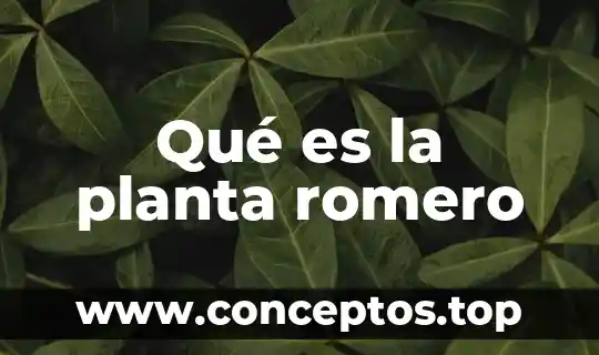 Qué es la planta romero