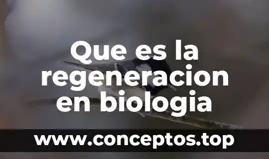 Shampein que es el proceso de regeneracion administrativa 4 Que es la regeneracion en biologia