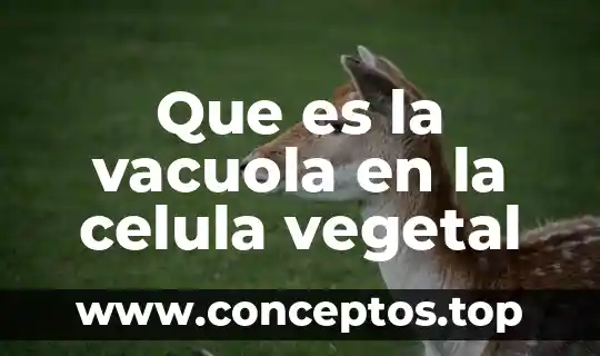Que es la vacuola en la celula vegetal
