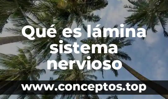 Que es el sistema nervioso para poner nombres 3 Qué es lámina sistema nervioso