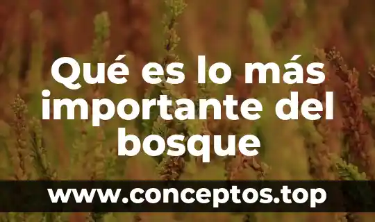 Qué es el sol pero con más investigación 4 Qué es lo más importante del bosque
