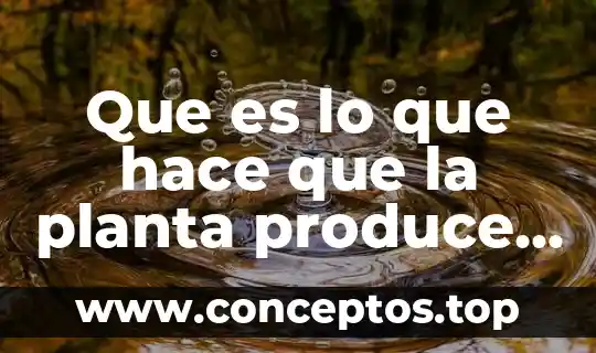 Que es lo que mas produce tijuana en la industria 8 Que es lo que hace que la planta produce almidón