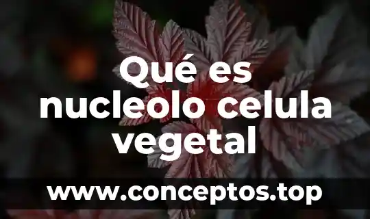 Qué es nucleolo celula vegetal