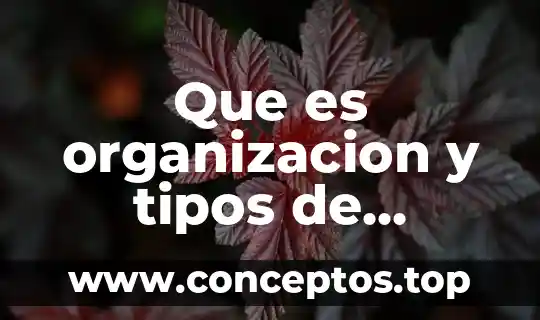 Que es organizacion y tipos de organismos