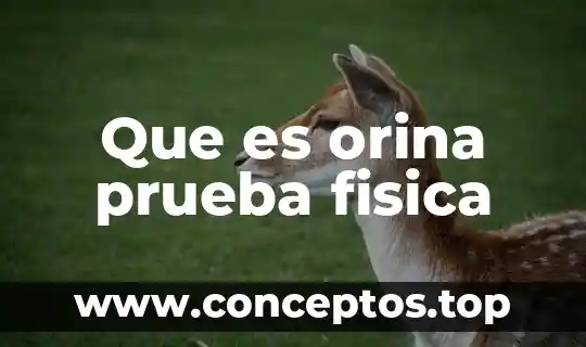 Qué es una prueba de embarazo via orina 6 Que es orina prueba fisica