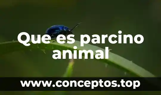 Que es una celule animal 3 Que es parcino animal