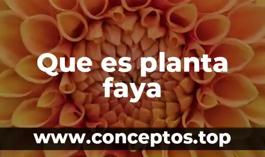 Que es planta faya