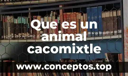 Que es un animal cacomixtle