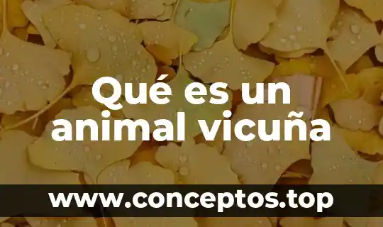 Que es creatividad animal ejemplos 4 Qué es un animal vicuña
