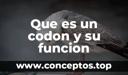Que es un codon y su funcion