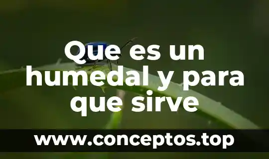 Que es un humedal y para que sirve