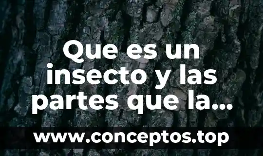 Que es un insecto y las partes que la componen
