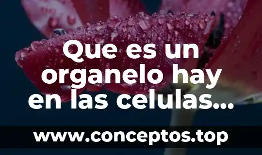 Que es un organelo hay en las celulas animal