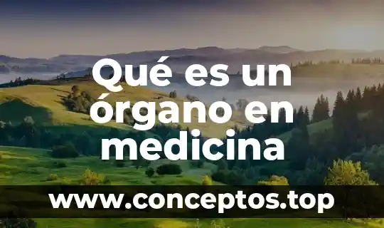 Significado de que es un órgano humano 5 Qué es un órgano en medicina