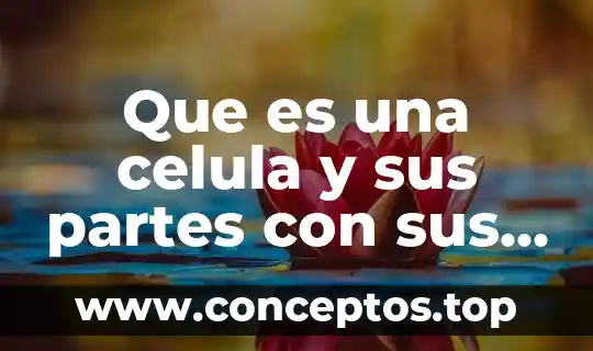 Que es una celula y sus partes con sus funciones