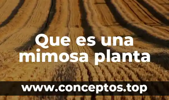 Que es la planta interna 3 Que es una mimosa planta