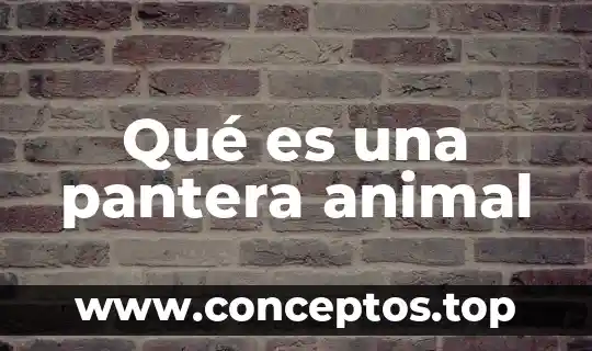 Qué es una pantera animal
