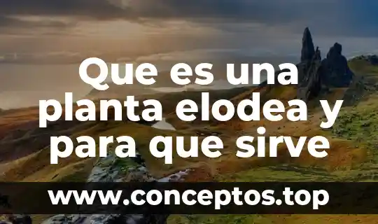 Que es una planta elodea y para que sirve