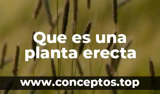Qué es una planta albahaca 8 Que es una planta erecta