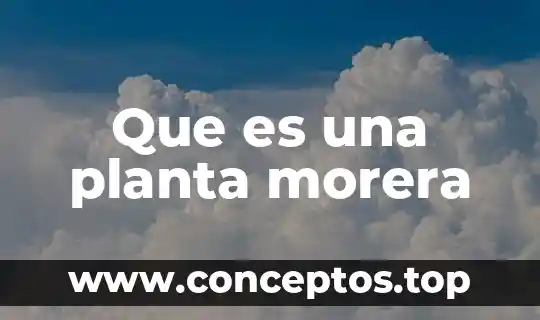 Que es una planta morera