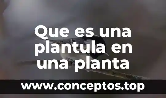 Que es fallos de una planta 7 Que es una plantula en una planta