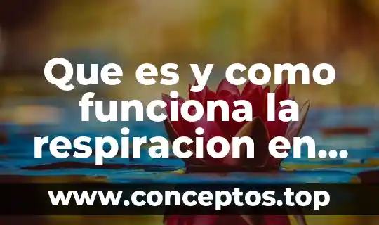Que es y como funciona la respiracion en las plantas