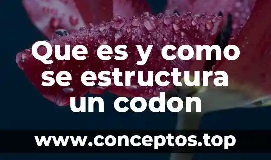 Que es y como se estructura un codon