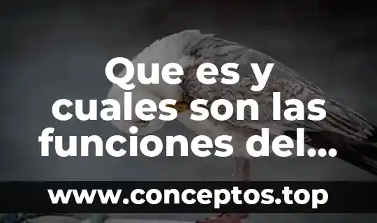 Que es y cuales son las funciones del tallo cerebral