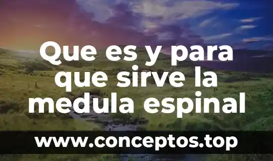 Que es y para que sirve la medula espinal