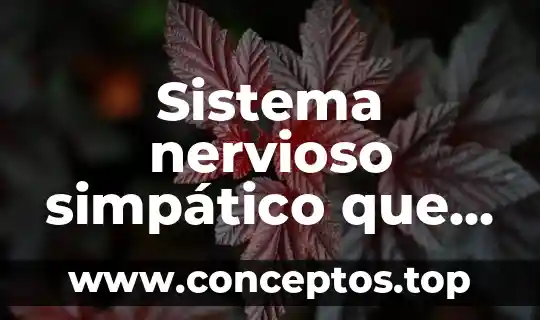 Sistema nervioso simpático que es